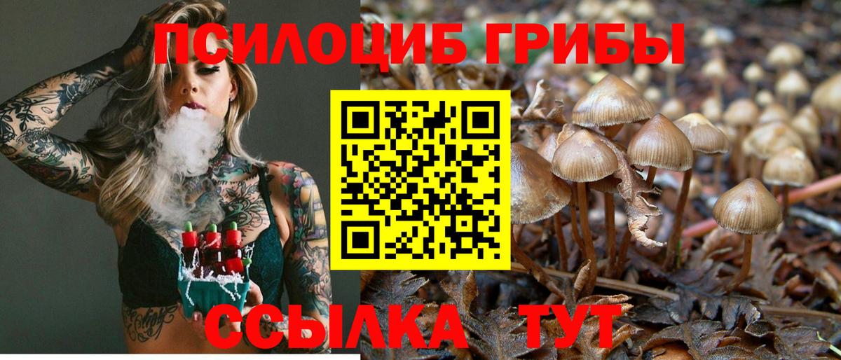 Галлюциногенные грибы Cubensis Осинники
